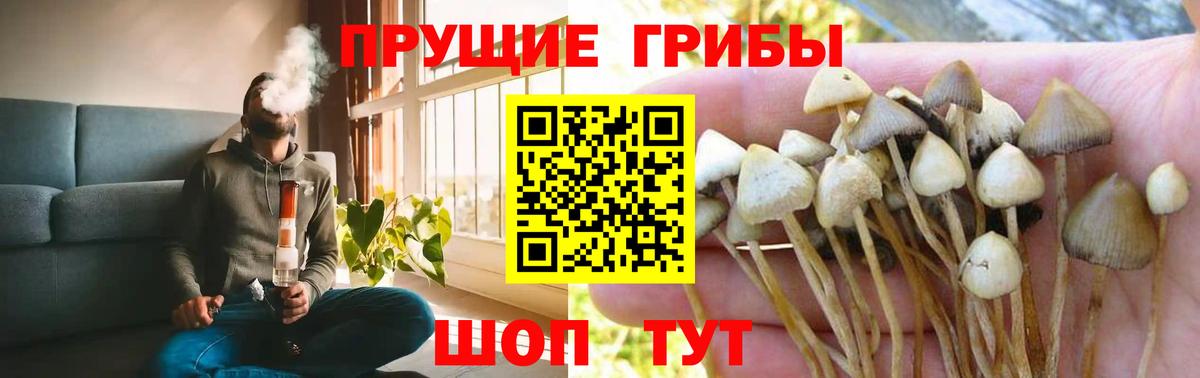Псилоцибиновые грибы Cubensis Новоуральск